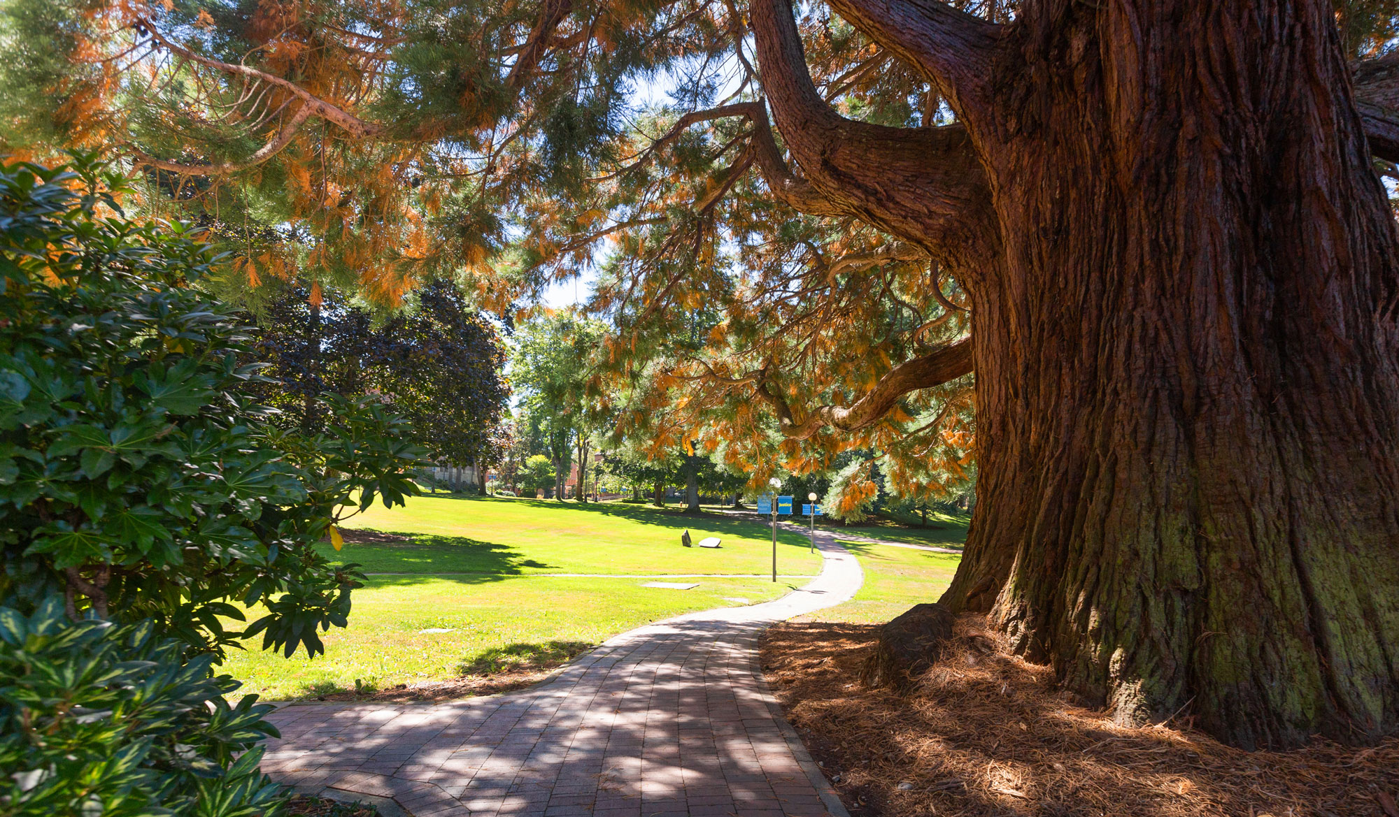 A sunlit brick pathway on campus winds between a large rhododendron bush and a giant sequoia tree. Ahead stretches the bright green lawn of Old Main.