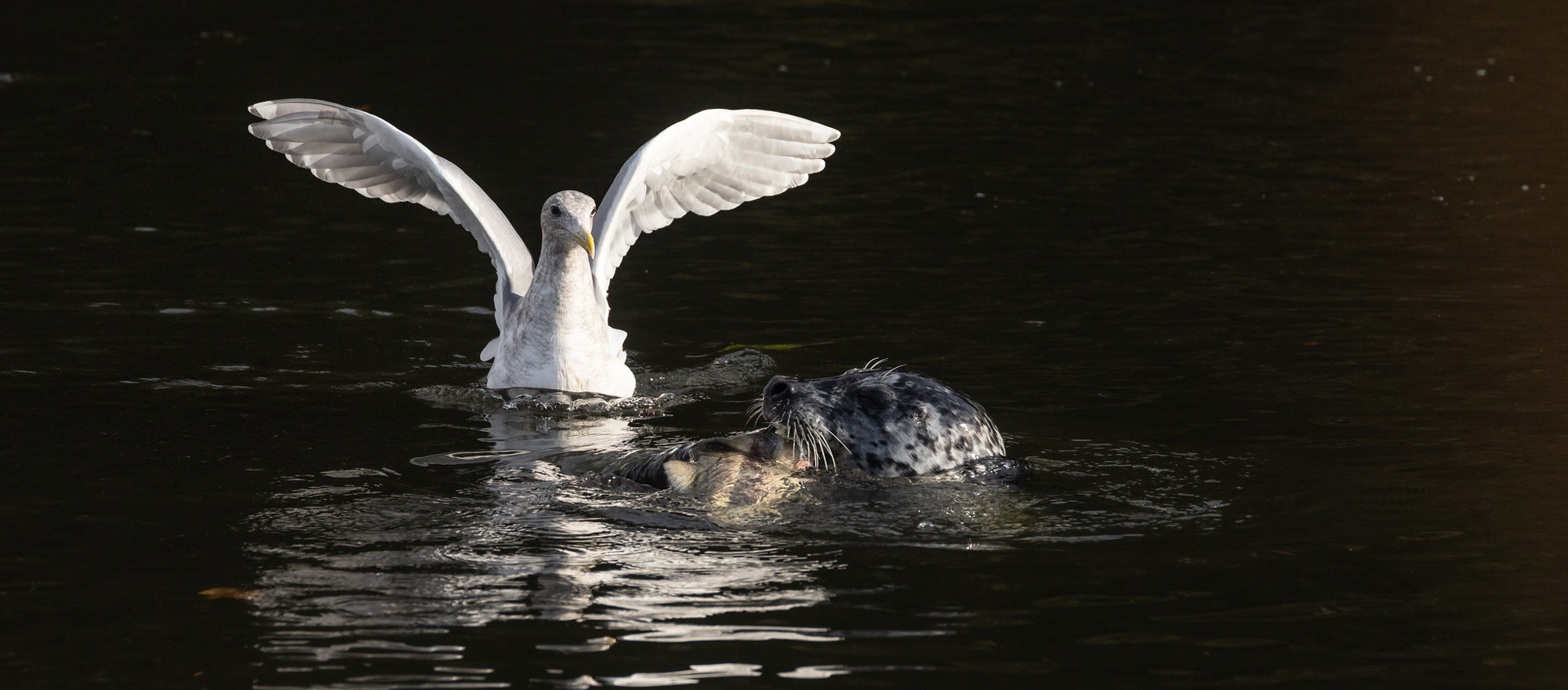 At Whatcom Creek in Bellingham: a large Glaucous-winged gull floats on the water and flaps its wings. It looks at a Harbor seal catching a salmon.