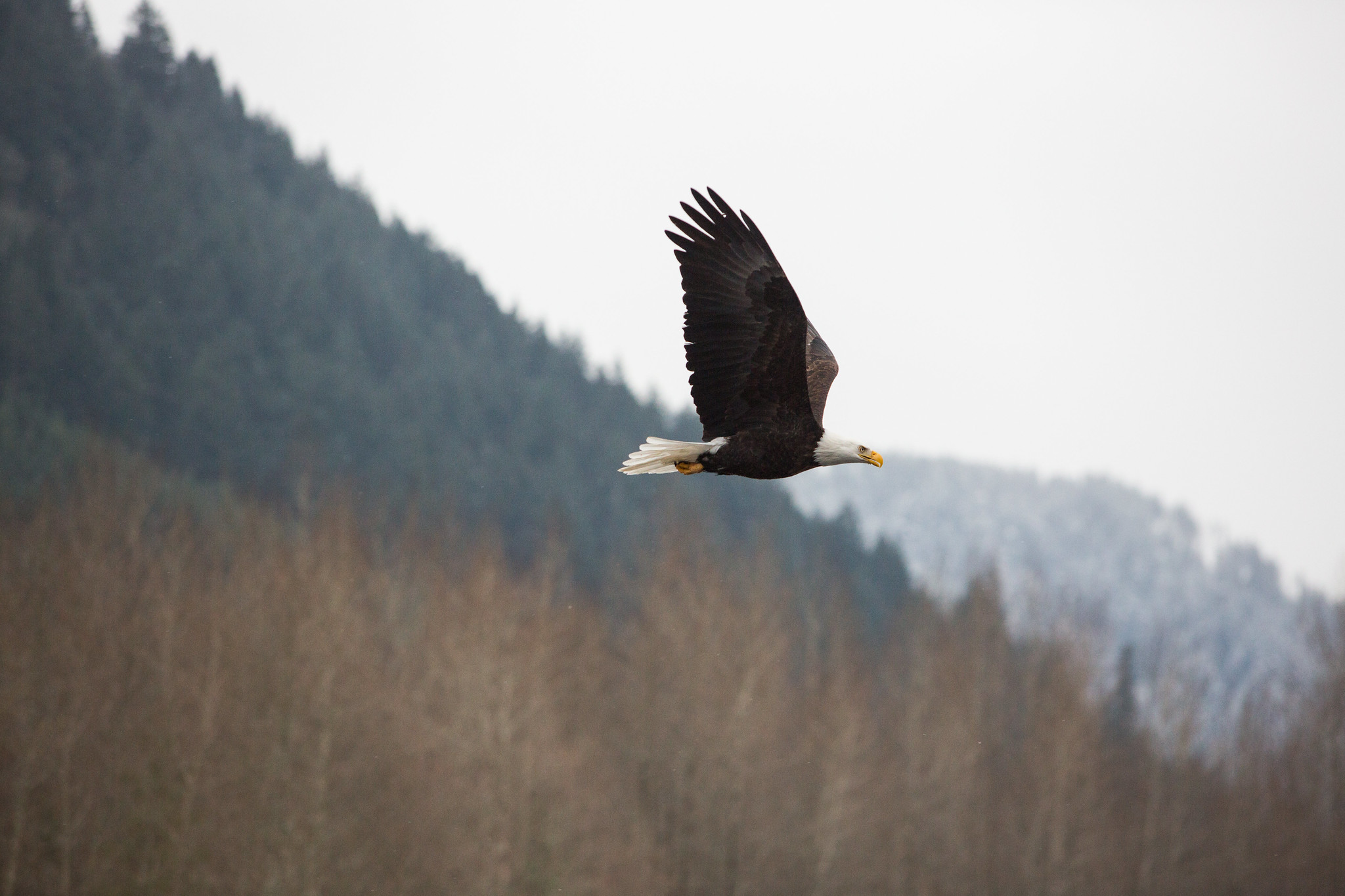 A bald eagle is flying on a cloudy day