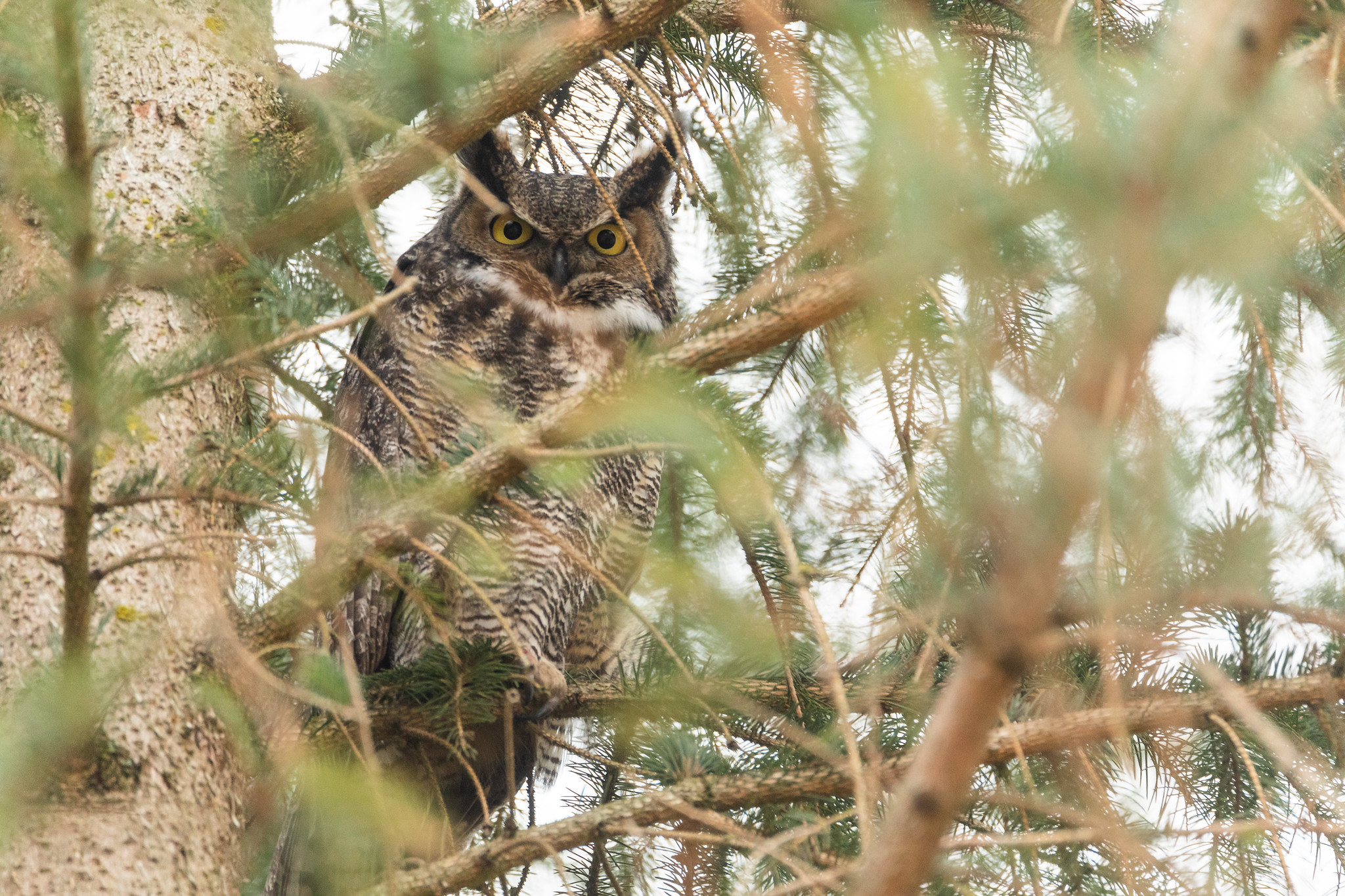 An owl (either a Great Horned or Long Eared Owl) is sitting in a tree, partially obscured by branches. The owl is making eye contact with the camera.