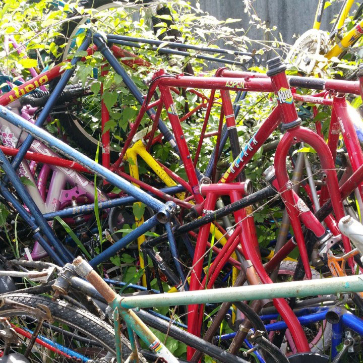 A pile of bicycles, most of which are missing seats and many of which are rusted or in disrepair. They are woven together and blackberry vines are growing through them.