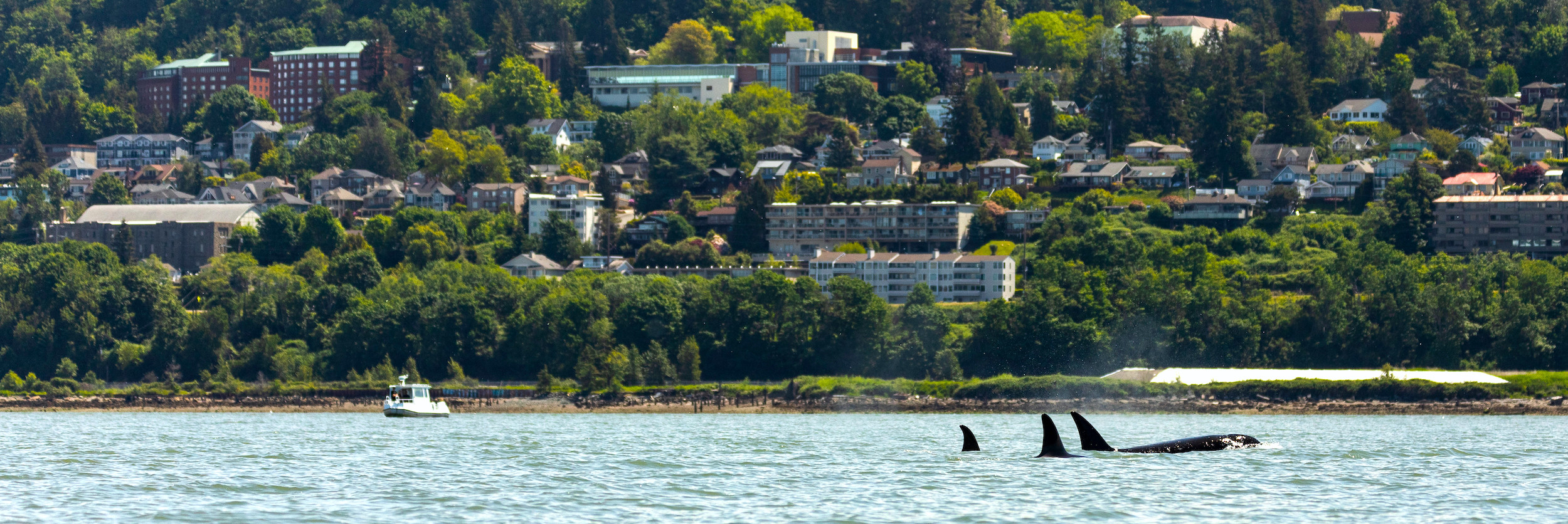Orcas in Bellingham Bay with campus and Sehome Arboretum in the background.