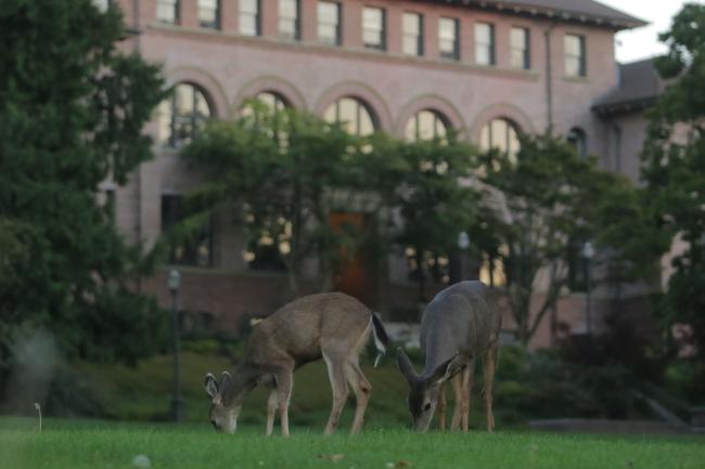 Two young deer are eating grass on the lawn in front of Old Main. It appears to be early in the morning.