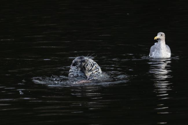 A seal sticks its head out of the water. There is a seagull next to the seal.