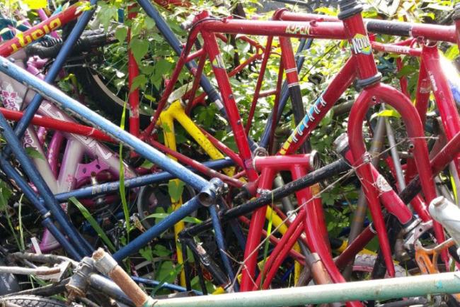 A pile of bicycles, most of which are missing seats and many of which are rusted or in disrepair. They are woven together and blackberry vines are growing through them.