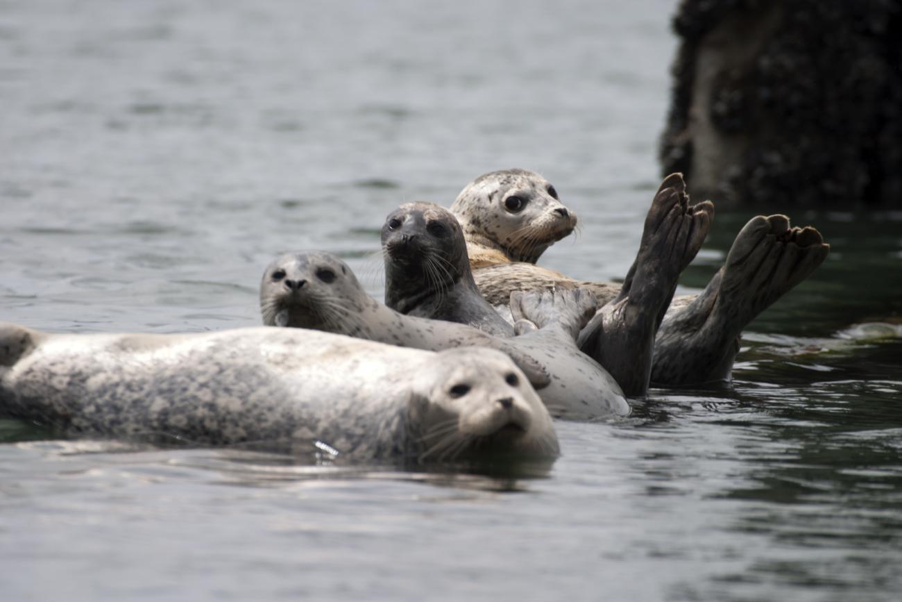 Seals in Oak Harbor