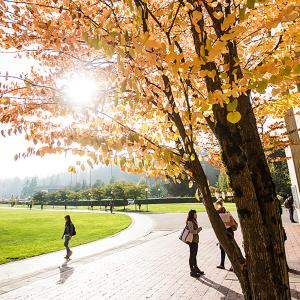 A student walks along a brick path on campus. Above head, a tree with golden and red leaves stretches across the top of the frame, with late afternoon sun peaking through the branches.