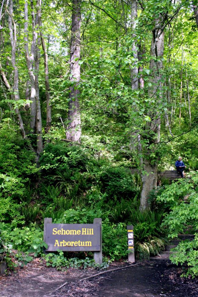 Wooden sign with yellow text that says Sehome Hill Arboretum next to stairs that lead into lush ferns and pine trees.