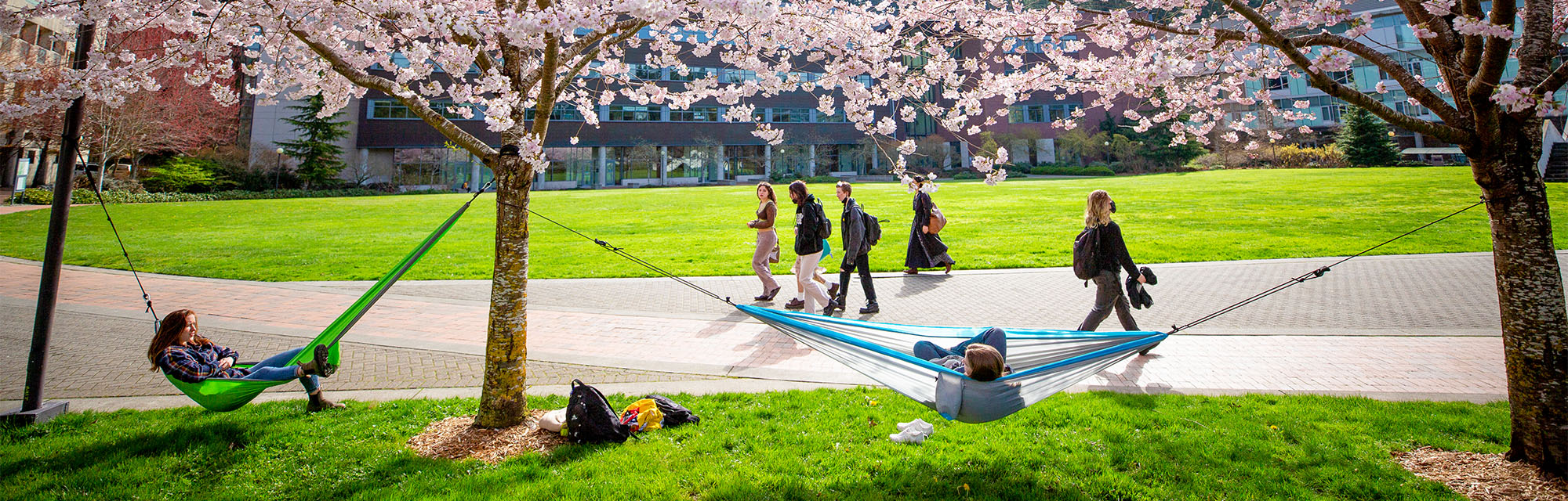 Students walking on campus in the spring. Students relax in hammocks that are strung up beneath blooming cherry trees.